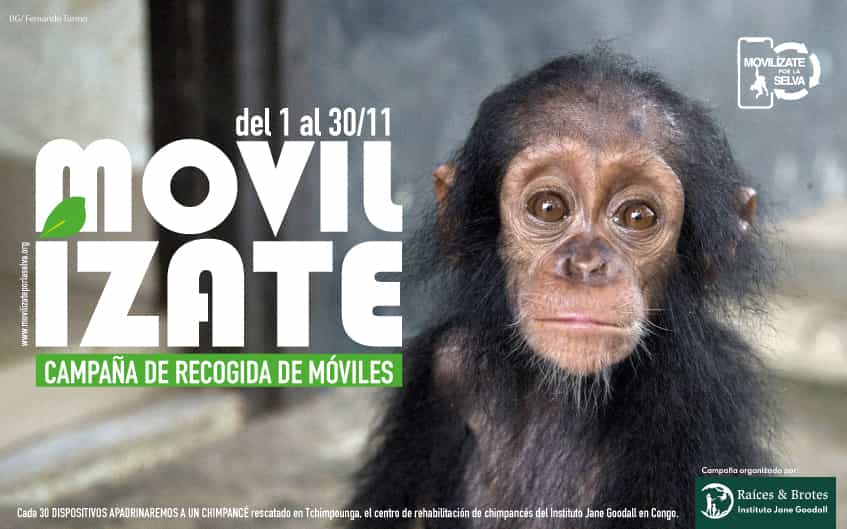 Movilízate por la selva